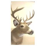 Deer Mount 4 x 4