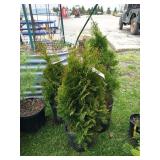 3-Emerald Arbor Tree
