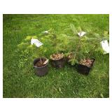 3-Trojan Fir Tree