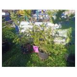 3-Canadian Fir Tree