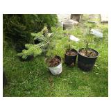 3-Trojan Fir Tree