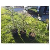 3-Canadian Fir Tree