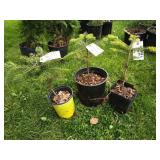 3-Trojan Fir Tree