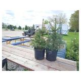2-Meyers Spruce Tree
