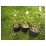 3-Black Hills Spruce Tree