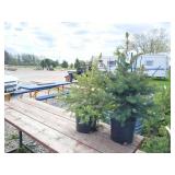 2-Meyers Spruce Tree