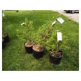 3-Black Hills Spruce Tree