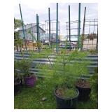 3-White Pine Tree