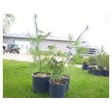 3-White Pine Tree