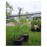 3-White Pine Tree