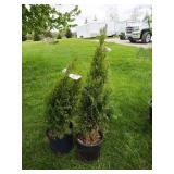 2-Emerald Arbor Tree