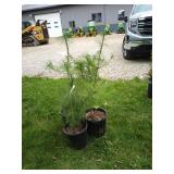 3-White Pine Tree