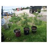 3-White Pine Tree
