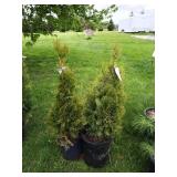 2-Emerald Arbor Tree