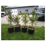 3-Black Hills Spruce Tree