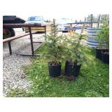 2-Meyers Spruce Tree