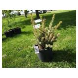 1-Colorado Blue Spruce Tree-bare root
