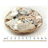 Seashells
