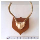 Mounted 4 Point Antlers