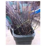 Vine clippings for wreath making