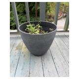 Large gray flower pot, approximately 15x17