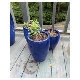 Group of three flower pots