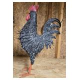 Beautiful black and white speckled rooster