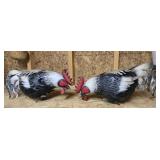 Pair of roosters