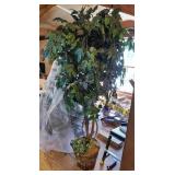 Pretty ficus tree approx 6 foot tall