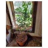 Beautiful Live plant needs a little TLC