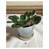 Baby African violet, 4' pot