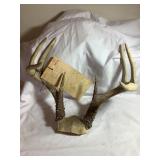 8 pt white tail deer antler rack, 16'W