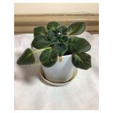 Baby African violet, 4' pot