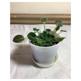 Baby African violet, 4' pot