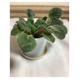 Baby African violet, 4' pot