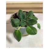 Baby African violet, 4' pot