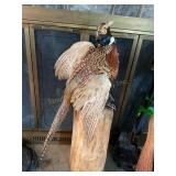 Pheasant for mounting, log not included shows wear