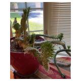 Crested Eve