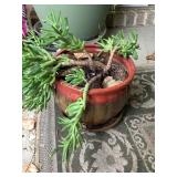Ceramic flower pod w/jade plant, 10x9", no