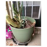 2 XL plastic planters, w/caddies, one w/ cactus,