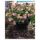 Potted rose lantana - 12" plastic pot