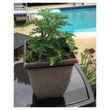 Potted citronella plant - 12" plastic pots