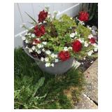 Potted geranium mix flowers w/plastic 16" pot