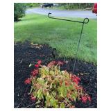 Hanging basket plastic w/ Begonia-7" tall pot &