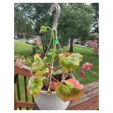 Hanging planter w/ geraniums pot is 7 1/2"h