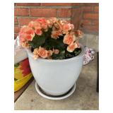 Ceramic flower pot w/ Begonia 11"h (no shipping)