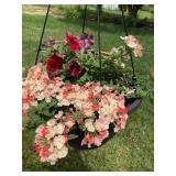 Hanging basket w/ petunias, etc. (no ship)