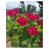 Hanging basket with geraniums (NO ship