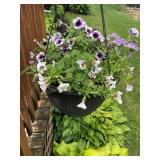 Hanging basket w/ petunia