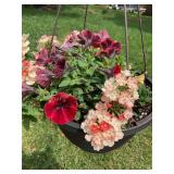 Hanging basket w/ petunias, etc.(no ship)